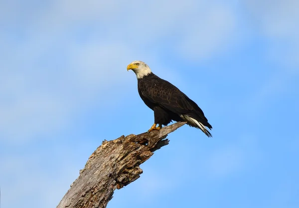 Majestatyczne Bald American Eagle — Zdjęcie stockowe