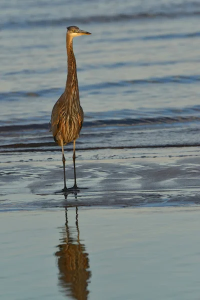 Blue Heron při západu slunce — Stock fotografie