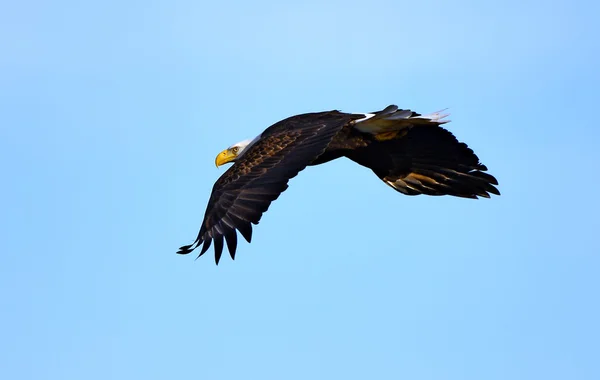 Kel kartal ufuklar — Stok fotoğraf