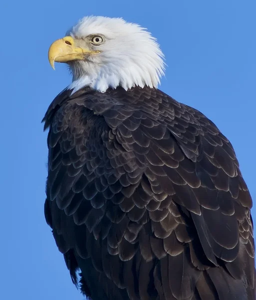 Bald Eagle uroda — Zdjęcie stockowe