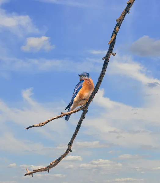 蓝知更鸟的天空 — 图库照片