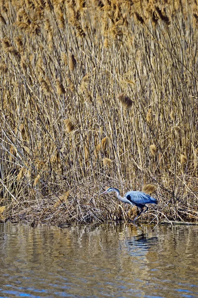 Velká modrá volavka rybaření — Stock fotografie