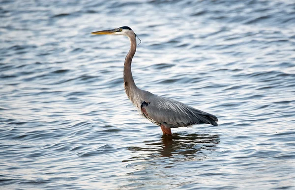 Chesapeake Bay Blue Heron — Zdjęcie stockowe