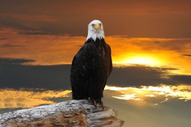 Alaskan kel kartal gün batımında