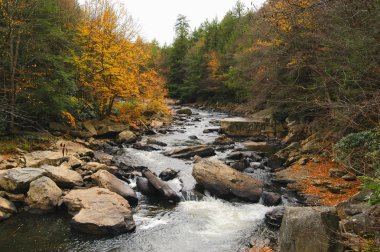 vahşi doğada akışı