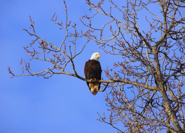 Alaskan kel kartal günbatımında ağacında