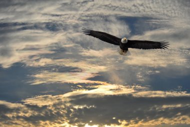 Bald Eagle flying over Alaska clipart