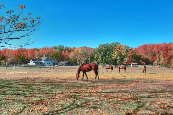 Rustikální Maryland koňská farma na podzim — Stock fotografie
