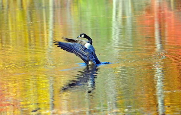 Canadian goose i höst vatten — Stockfoto
