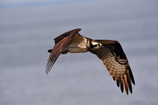 Osprey uçan — Stok fotoğraf