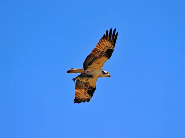 Balbuzard pêcheur volant avec des poissons — Photo