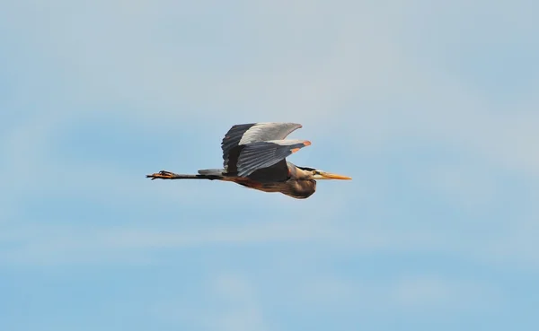 푸른 왜가리의 날으는 모습 — 스톡 사진