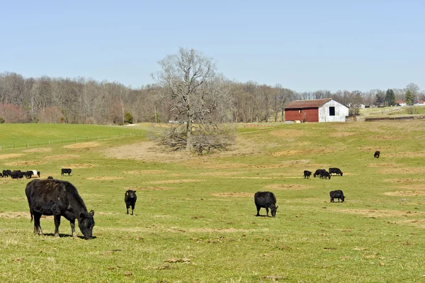 Gospodarstwo agroturystyczne Maryland z krowy na pastwisku w dziedzinie — Zdjęcie stockowe