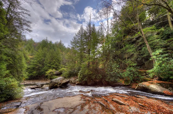 Bernaches du Canada sur un étang de Marylamd — Photo