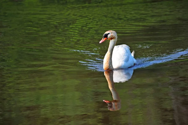 Knölsvan grönt vatten dammen nära Chesapeake Bay — Stockfoto