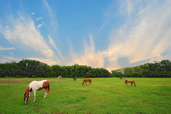 Maryland Horse Ranch au coucher du soleil — Photo