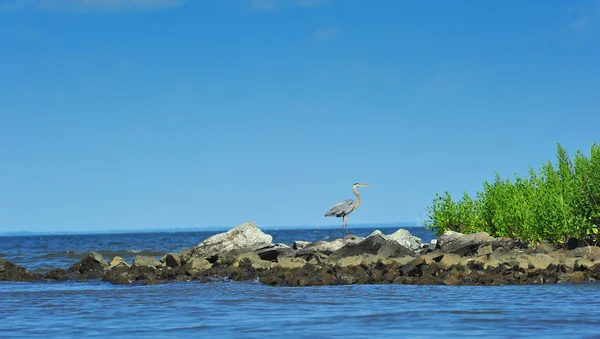 Great Blue Heron på Chesapeake Bay — Stockfoto