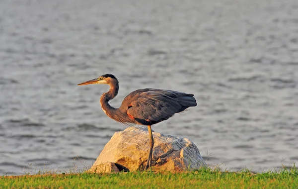 Great Blue Heron o zachodzie słońca — Zdjęcie stockowe