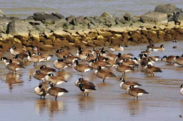 Flock gäss på stranden i vinter — Stockfoto