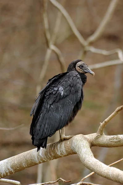 American Black Vulture on tree limb — Stock Photo, Image
