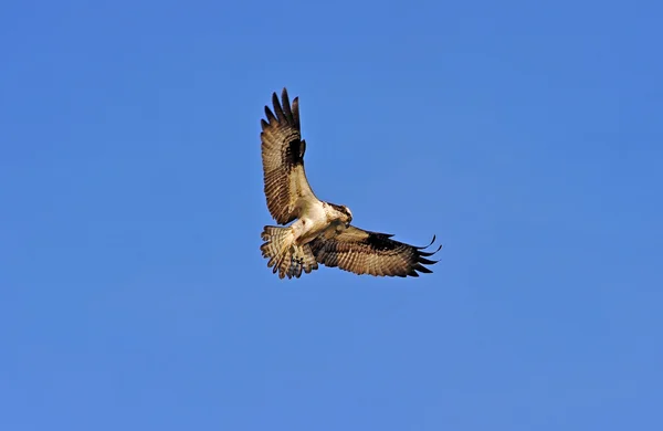 Osprey hovering in blue sky — Stock Photo, Image