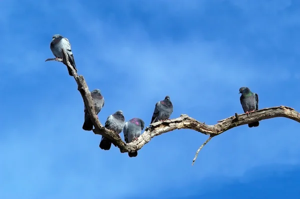 죽은 나무 가지에 바위 비둘기 — 스톡 사진