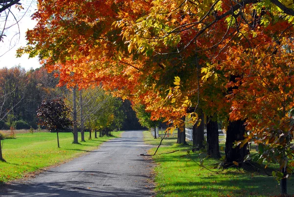 Herfst bomen op een land weg landschap — Stockfoto