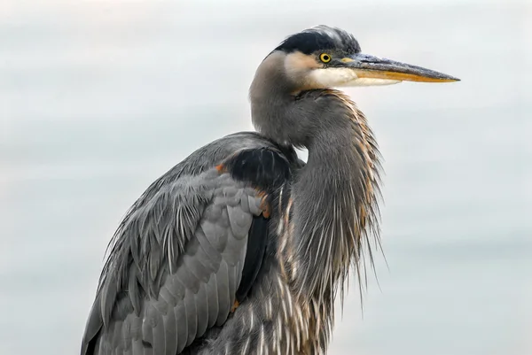 Chesapeake Bay plameňák růžový — Stock fotografie