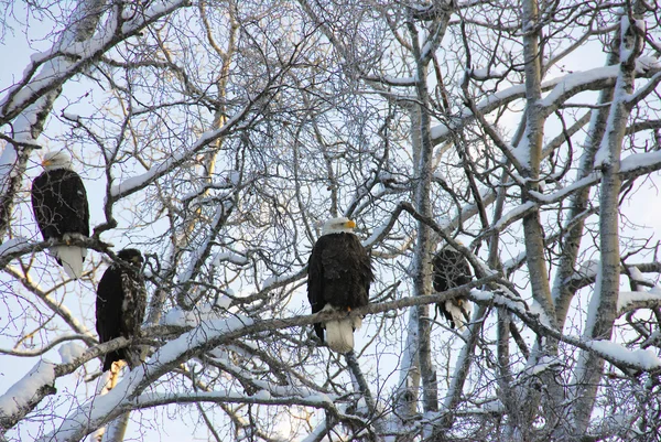 Alaskan Bald Eagles in winter — Stock Photo, Image