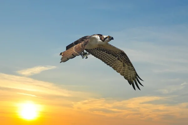 Osprey flying away from sunset with fish — Stock Photo, Image