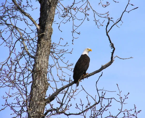 Alaskan Bald Eagle — Stock Photo, Image