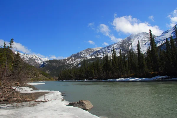 Wilder Gebirgsbach in alaska — Stockfoto