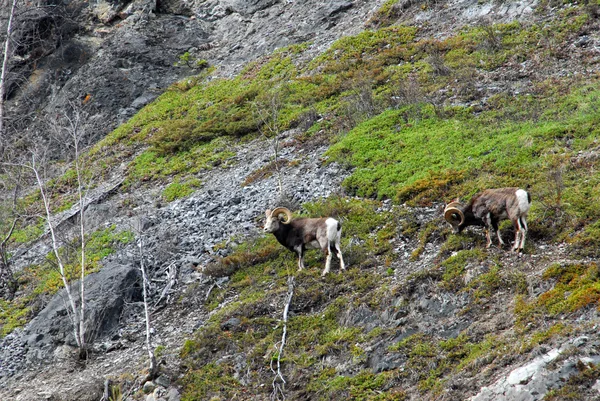 Pedra ovelhas na montanha — Fotografia de Stock