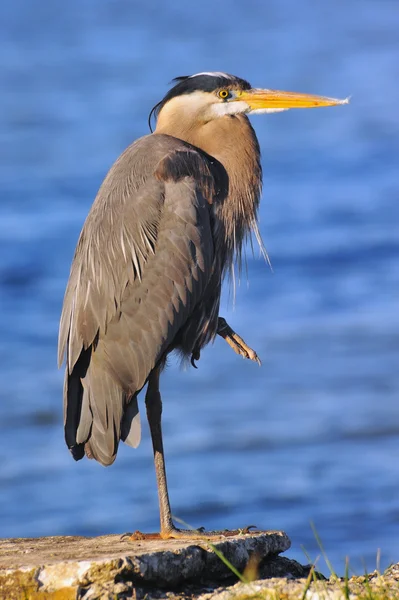 Great Blue Heron on the Chesapeake Bay Royalty Free Stock Images
