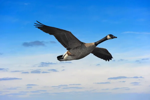 Canadian Goose in flight against sunset Stock Picture