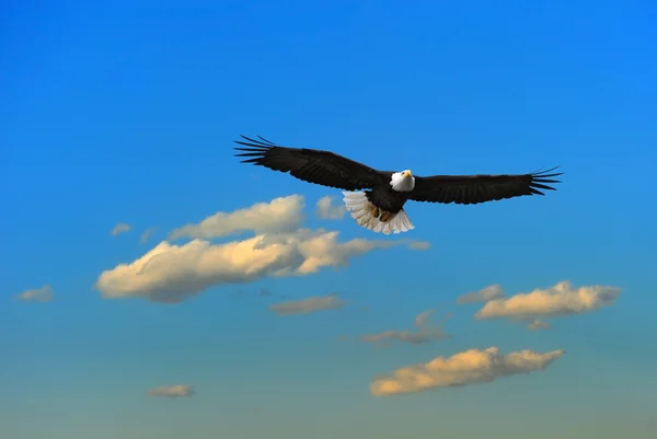 Alaskan Bald Eagle flying Royalty Free Stock Photos