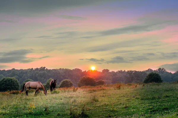 Maryland Çayırları