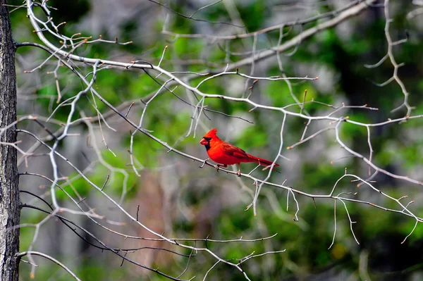 Spring Cardinal — Stock Photo, Image