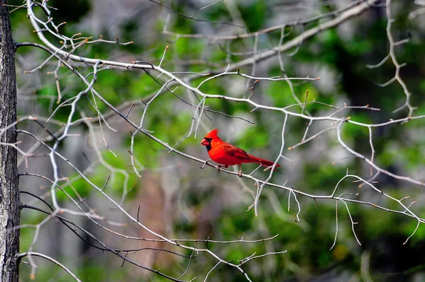 Cardinale di primavera — Foto Stock