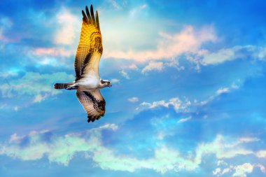 Osprey soaring high against a beautiful sky clipart