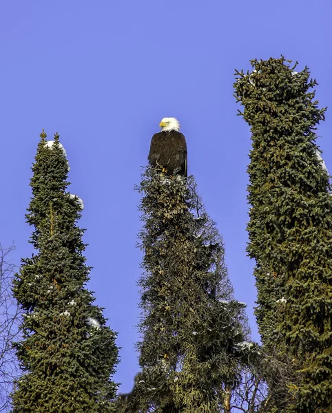 Pygargue à tête blanche de l'Alaska dans un épinette — Photo