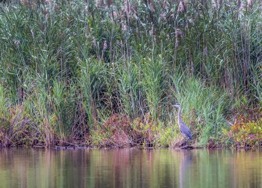 Great Blue Heron in a pond during Autumn