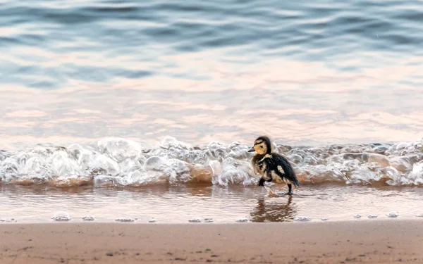 Baby duck running on a beach into the waves — Stockfoto