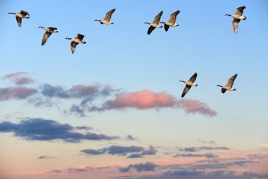 Canada Geese flying over a sunset sky clipart