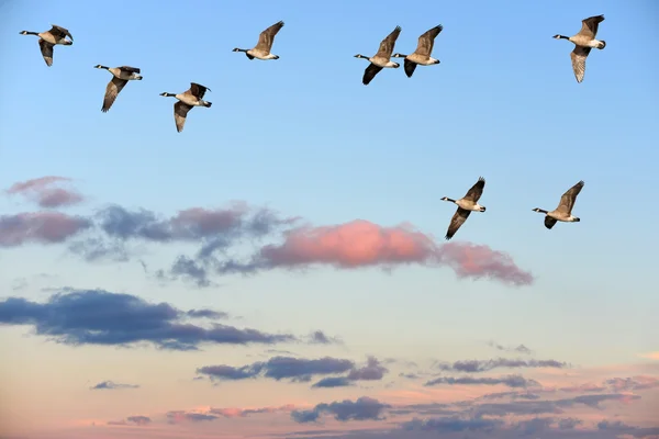 Bernaches du Canada volant au-dessus d'un ciel couchant — Photo