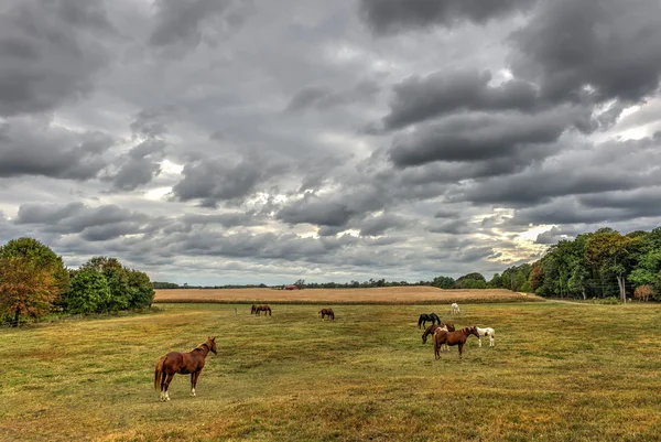 Cavalli al pascolo in una fattoria del Maryland in autunno — Foto Stock