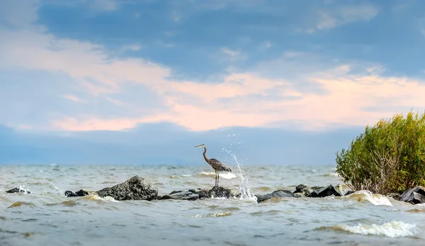 Большая голубая цапля стоит на причале с брызгами воды — стоковое фото