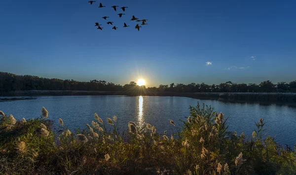 Puesta de sol en un estanque de la bahía de Chesapeake con gansos volando Fotos De Stock Sin Royalties Gratis