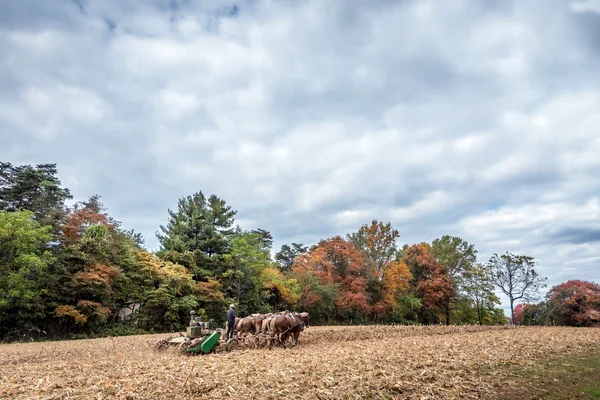 Belgický návrh koní táhnoucí pluh na farmě Amish podzim — Stock fotografie
