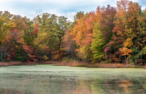 Gansos de Canadá nadando en el lago con colores otoñales — Foto de Stock